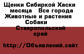 Щенки Сибиркой Хаски 2 месяца - Все города Животные и растения » Собаки   . Ставропольский край